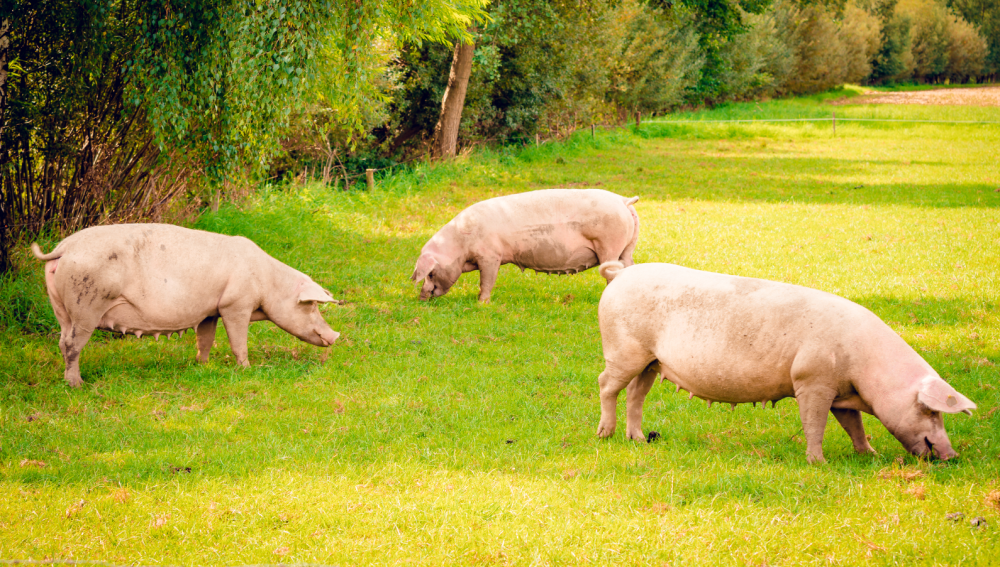 25-羟基维生素D₃——SG亚洲胜游生物革新技术创造性突破