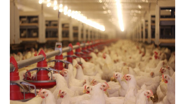 创新科技助推畜牧饲料业新开展，SG亚洲胜游生物利用合成生物技术赋能饲料添加剂25-羟基VD₃的生产